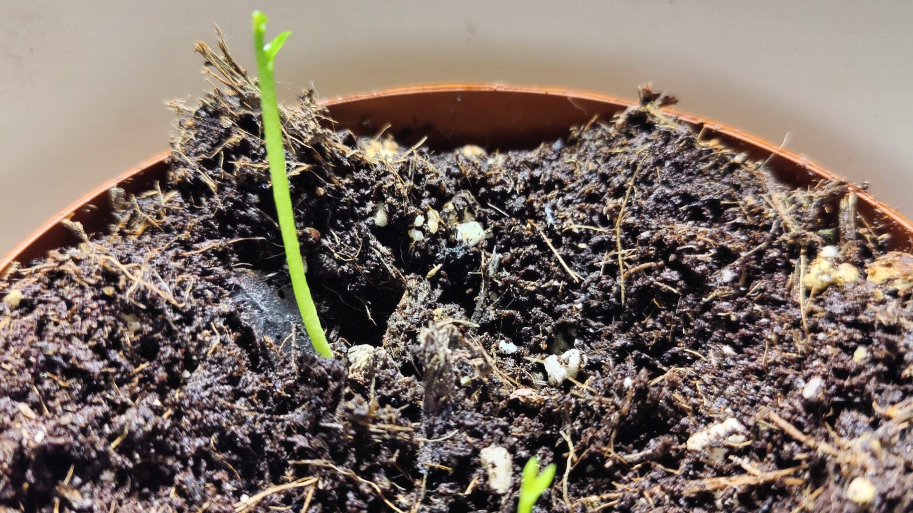 CITRONS X ALOE VERA